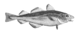 Ode mascot (Atlantic Cod)